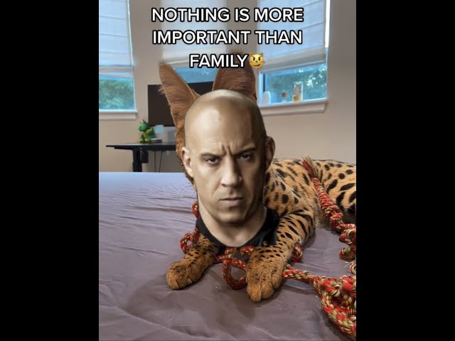 Dom Toretto Nothing Is More Important Than Family Cat Meme😹 #shorts