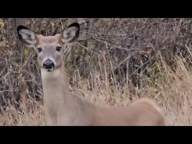 Whitetail Deer Walking up Close to me(Longer Version)
