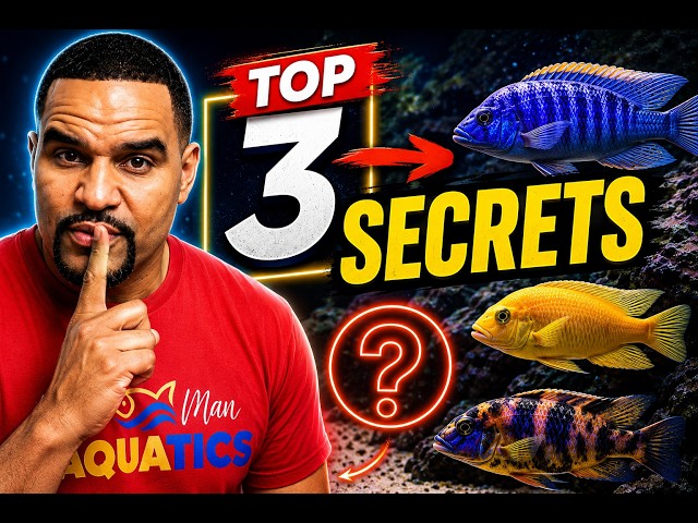 Before You Buy African Cichlids, Watch This!