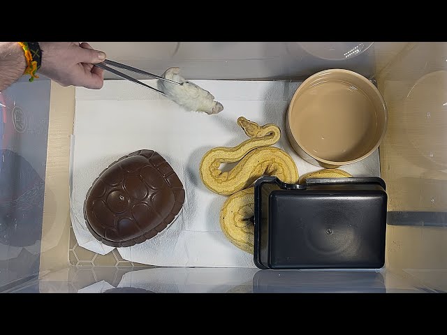 DRAKKON | Banana Pinstripe Royal / Ball Python | #feeding 🍌🎬 (20.04.26)