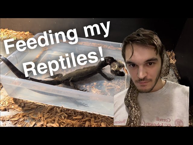 Feeding my Reptiles! (Black Dragon, Boas, Pythons!)