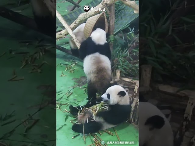 Wise Panda Finds Better Snack Strategy | iPanda #shorts
