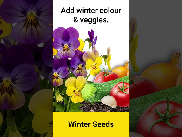 Turn winter into your garden’s bold season.