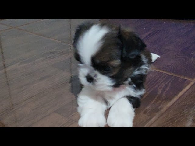 Shih-tzu  cachorrinhos🇧🇷 está ao vivo!