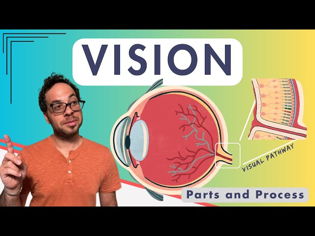 From Eye to Brain: How Vision Really Works