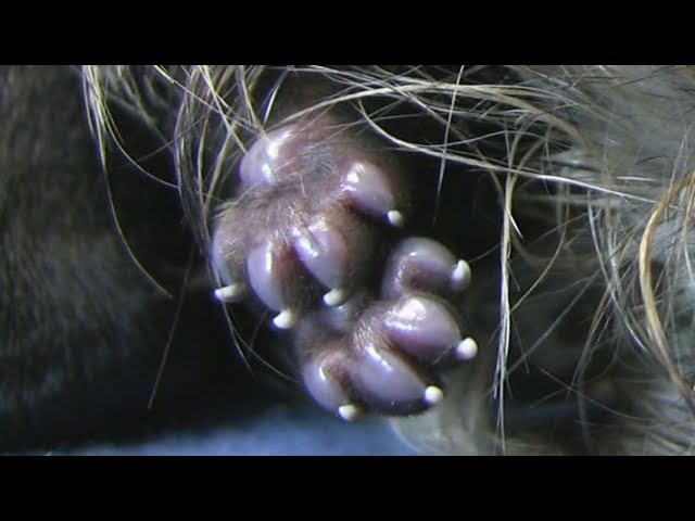Cairn Terrier's 5th Puppy Birth (in HD)