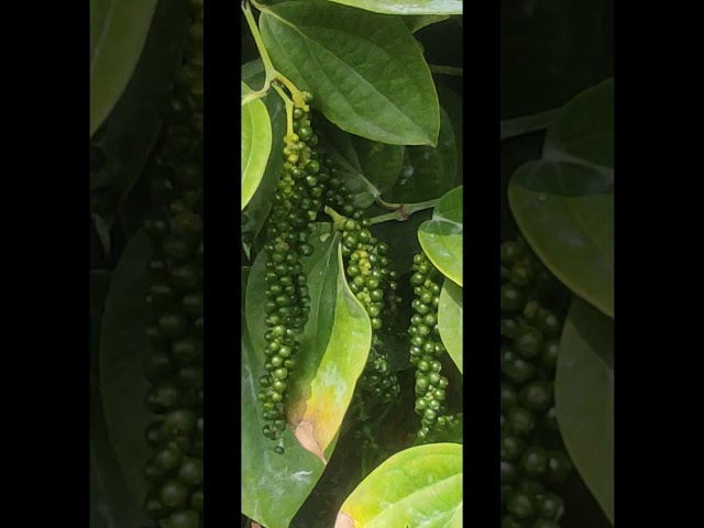 🌿 BLACK PEPPER FARMING | काली मिर्च की खेती | ಕರಿಮೆಣಸು ಕೃಷಿ 🌿Black Pepper#farming