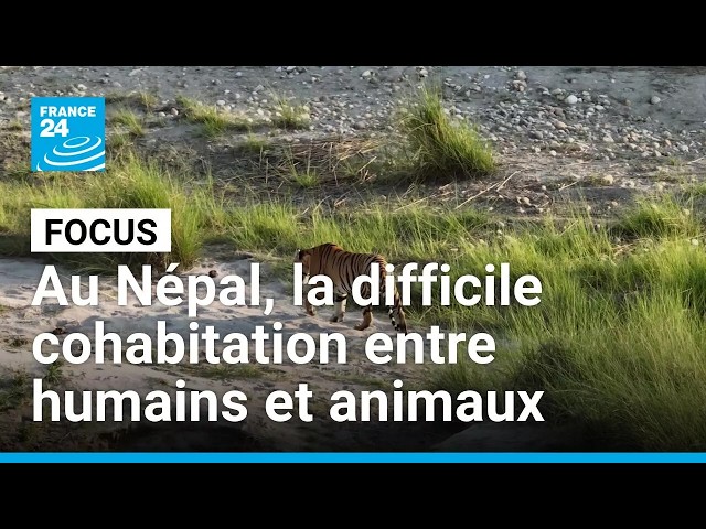 Au Népal, la difficile cohabitation entre humains et animaux sauvages • FRANCE 24