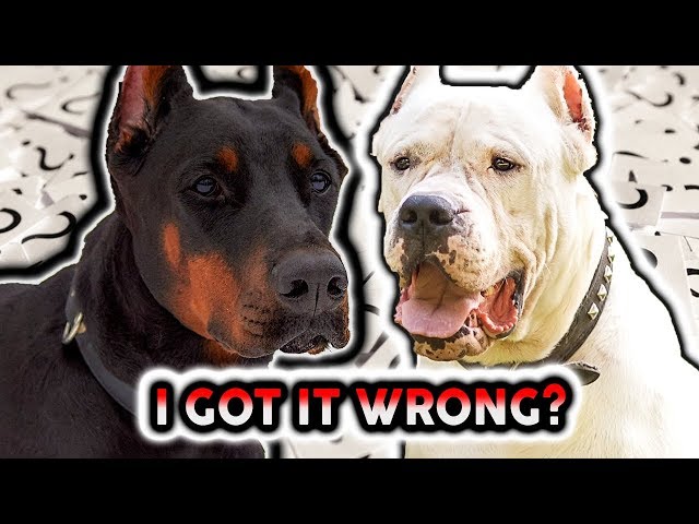DOBERMAN VS DOGO ARGENTINO! DID I JUDGE IT WRONG!?