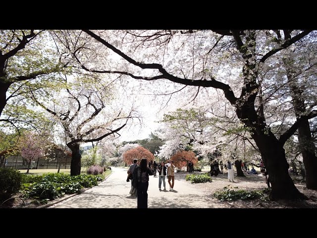 Japan Spring Break 2026