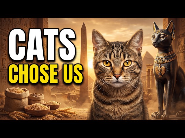 Cats Chose Us First — The Secret History of Feline Domestication | History for Sleep