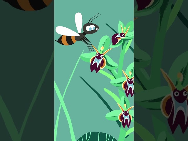 This flower makes everybody fool