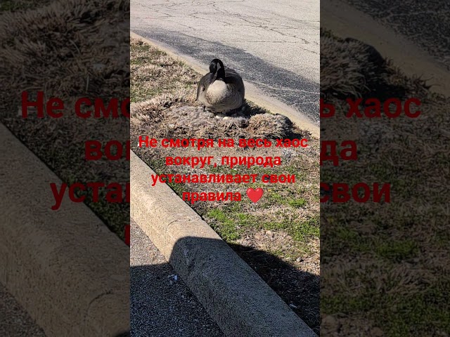 Природа берёт всё в свои руки!!!