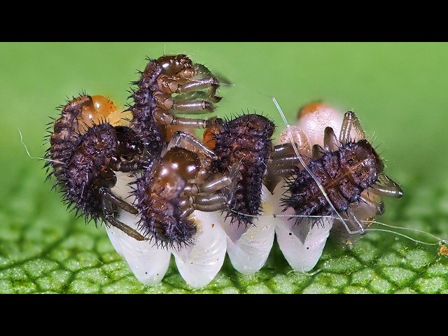 Every type of LARVAE Explained.