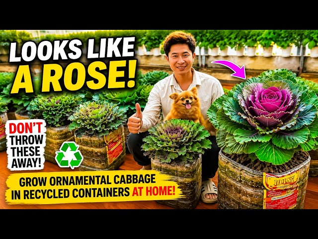 Growing Rose-Shaped Ornamental Cabbage in Recycled Plastic Containers at Home