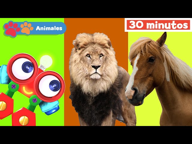 Mis Amigos Animales con Robi | Aprender animales | Educación para bebés | Mi Primera Universidad
