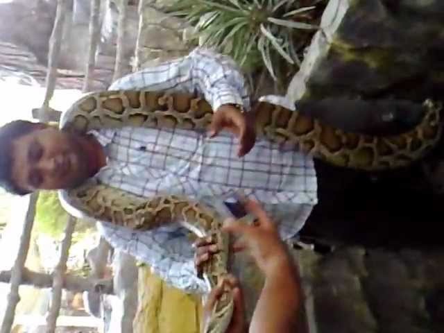 002 strangled by massive python in wild video thriller experience actions with python neck 23082012