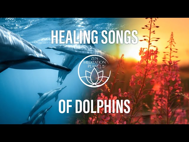 Dolphins – Healing Sounds to Make Your Day Better & Let You Cherish the World