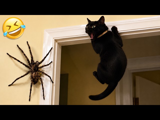 🤣 Best Funny Cat Videos of 2026! Try Not To Laugh 😸🔥 Part 27