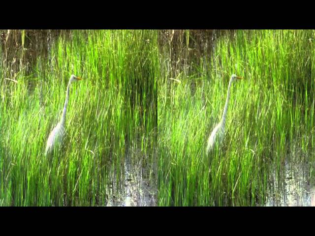 Waterbirds (3D/Stereo)
