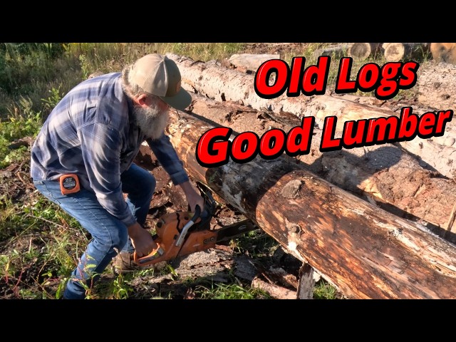 Old logs can make good lumber # 926