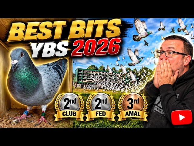 BEST BITS OF THE YOUNG BIRDS 2026 #RACINGPIGEONS 