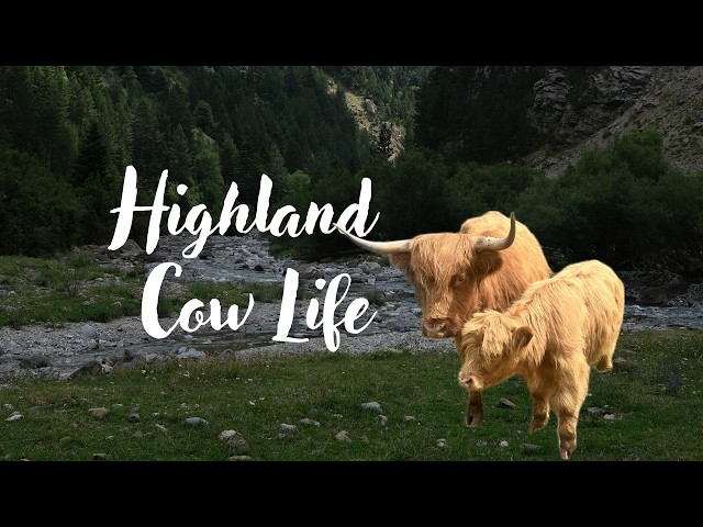 The Peace of Linden: A Morning with Highland Cows