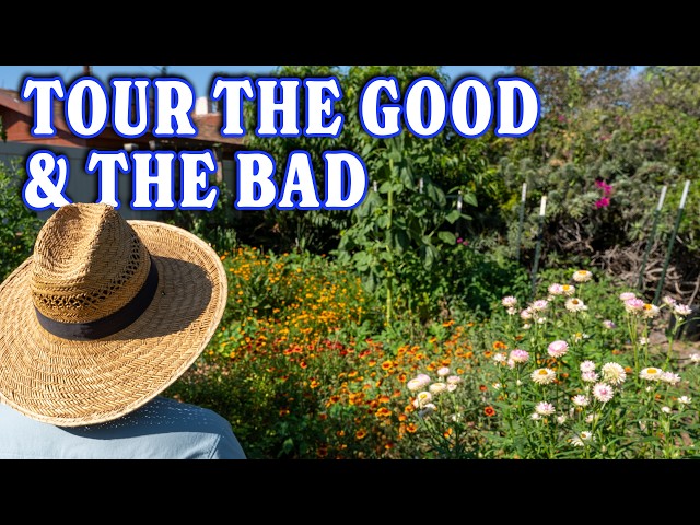 What's Wrong With My Summer Garden?