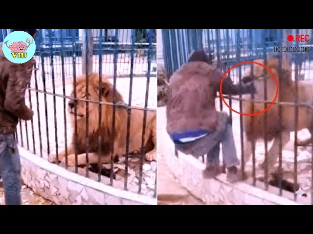 210 MOST TERRIFYING ANIMAL ATTACKS Ever Caught on Camera | Wild Animals Invading People’s Homes.