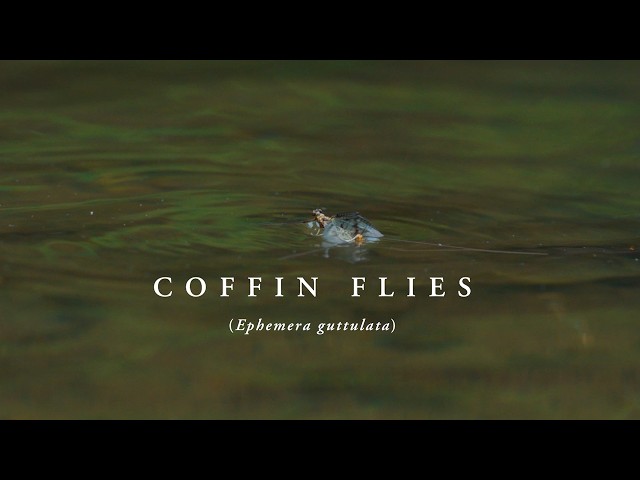 Coffin Flies (Ephemera guttulata)