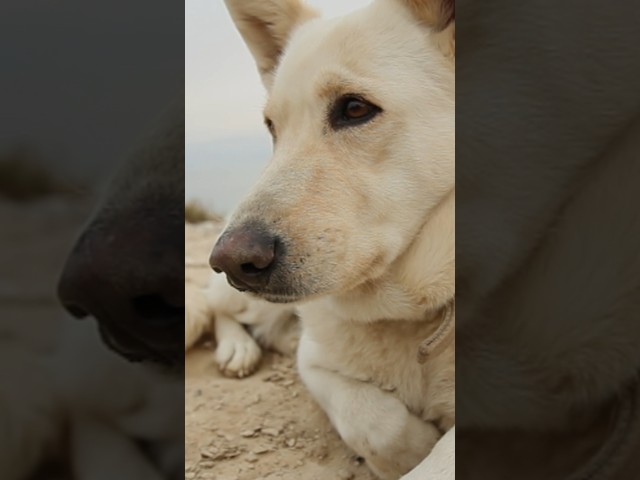 Does the Bible Hate Dogs?