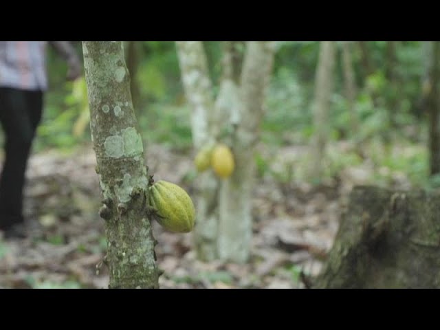 'The future is very poor': Ghana cocoa farmers decry low prices