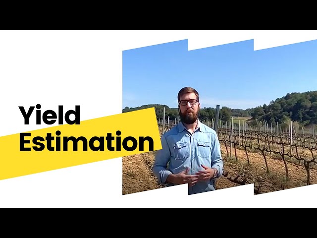 Lluis Nache Explains - Yield Estimation
