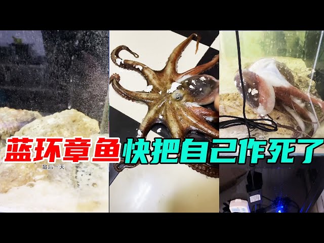 The year of birth! Hurry over there! This blue-ringed octopus escaped again, so hard!