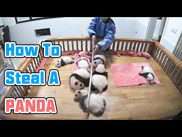 Super Practical Tool For Stealing Pandas | iPanda