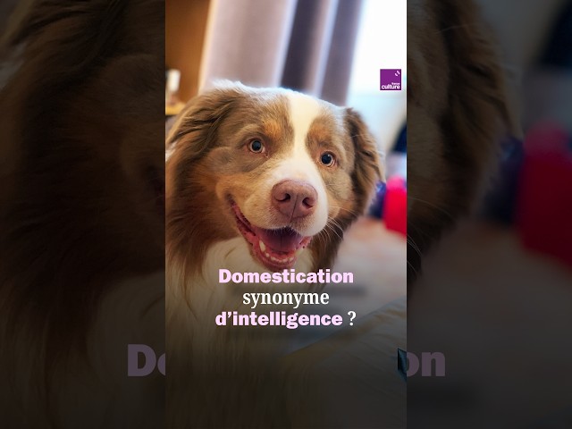 Domestication Clip vdef