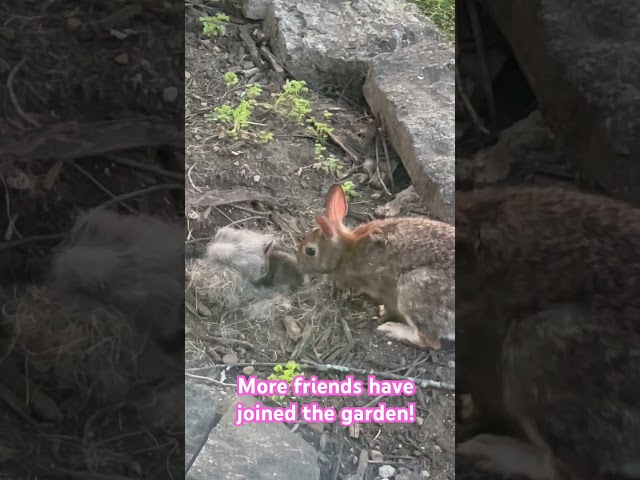 Toads and bunnies in the garden ❤️