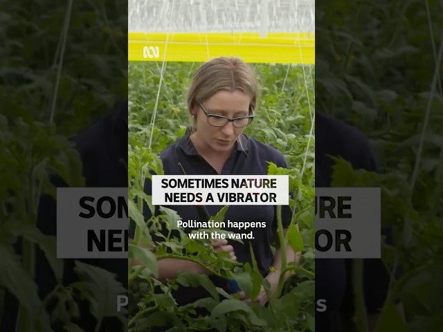 The secret is finding the right spot #Pollination #IndoorFarming