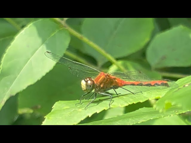 Beautiful Ruby Meadow-hawk Dragonfly (Sympetrum rubicundulum)🫶 @PeacefulSentient