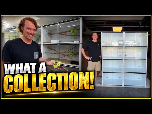 Inside Texas Chondros | An Incredible Green Tree Python Collection