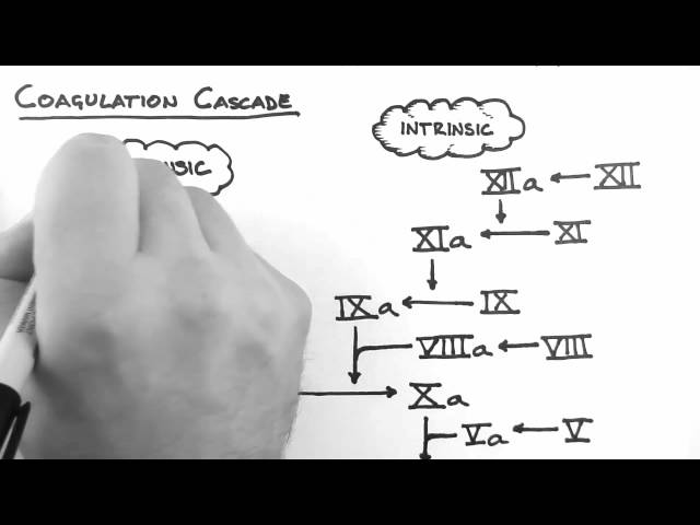 Haemostasis 2 - Coagulation Cascade