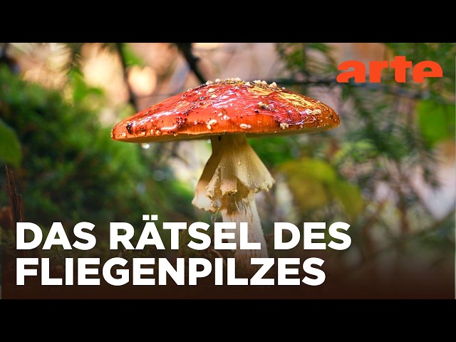 Der Fliegenpilz: Zwischen Mythos und Wissenschaft | Doku HD | ARTE