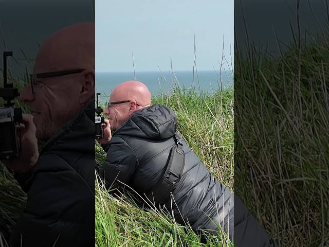 We Found a Cumbrian Bold Eagle at Bempton Cliffs... #seabirdphotography