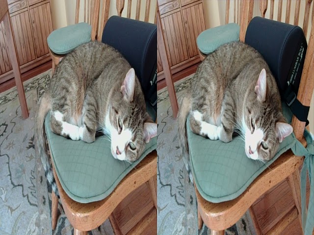 Resting 3D Cat (Half Width SBS)