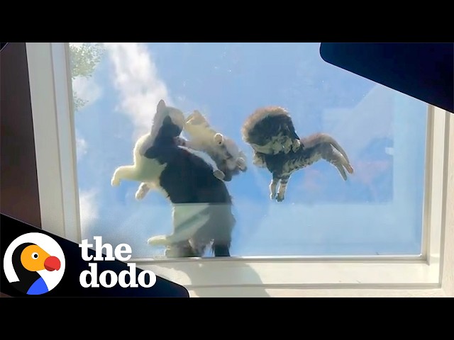 Cat Family Shows Up Just As Family Says Goodbye To Their Dog | The Dodo