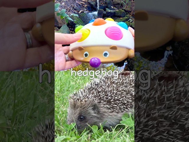 Learn at the Waterfall | Animal Names for Kids: Hedgehog Cow Dog Wolf Sheep