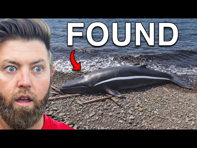 5 More Extinct Animals Found in the Last 15 Years