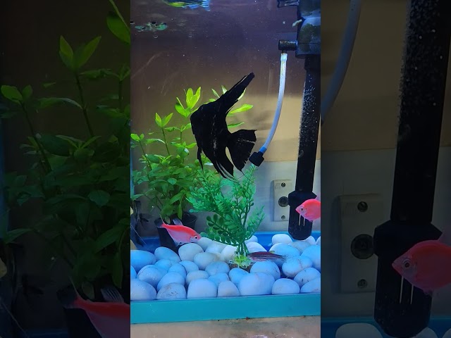My Kids Little World... Blacky, Moon, Sun, Pinky, Leaf, Grape