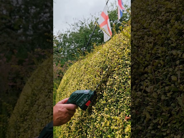 Is This Little Parkside Hedge Trimmer Worth It?