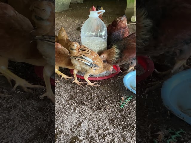 Don’t Throw Away Plastic Bottles — Make This Chicken Feeder! #secretinventorlab DIYRecycling